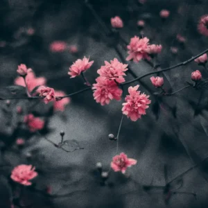 Moody Pink Blossom Matte Canvas Wall Art on Stretched 1.25" Frame