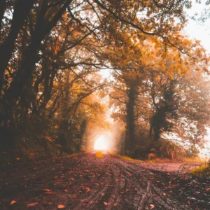 Autumn Woodland Landscape Canvas Stretched, 1.5''