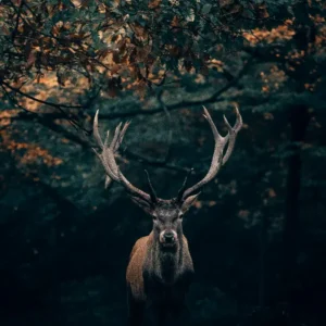 Wild Deer in Forest Acrylic Prints (French Cleat Hanging)